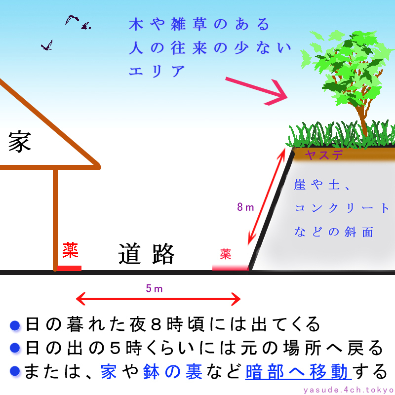 ヤスデの移動経路