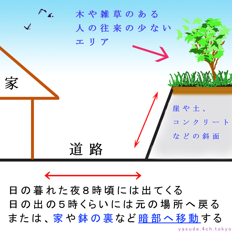 ヤスデの集団移動